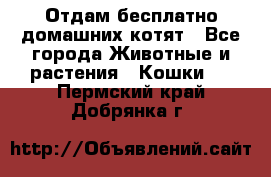 Отдам бесплатно домашних котят - Все города Животные и растения » Кошки   . Пермский край,Добрянка г.